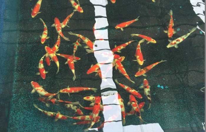 金莊桃太郎錦鯉C6池 35一45cm 金莊桃太郎錦鯉C6池 35一45cm