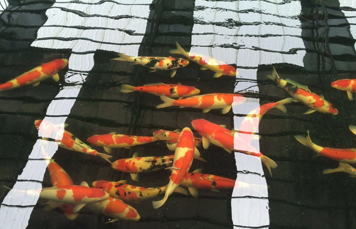 錦鯉養壯的小技巧