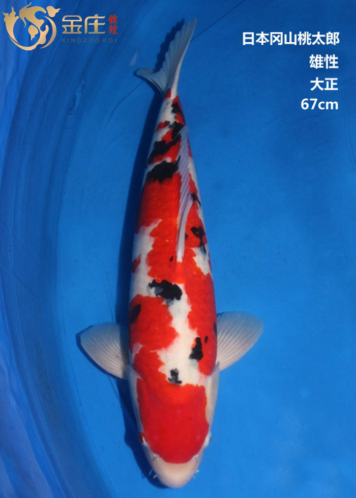 金莊感恩季回饋，美美錦鯉照大放(fàng)送