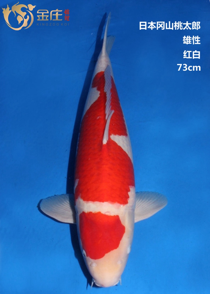 金莊感恩季回饋，美美錦鯉照大放(fàng)送