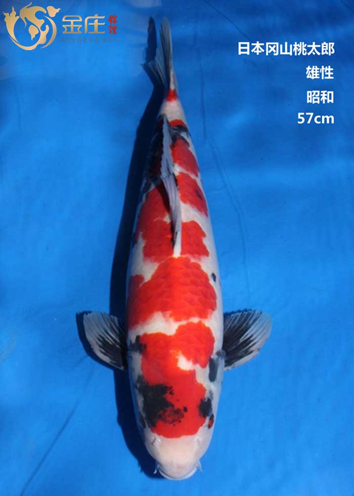 金莊感恩季回饋，美美錦鯉照大放(fàng)送