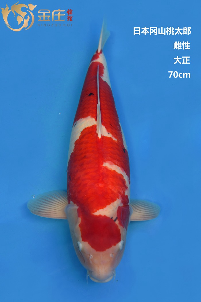 桃太郎70CM大正錦鯉 桃太郎70CM大正錦鯉