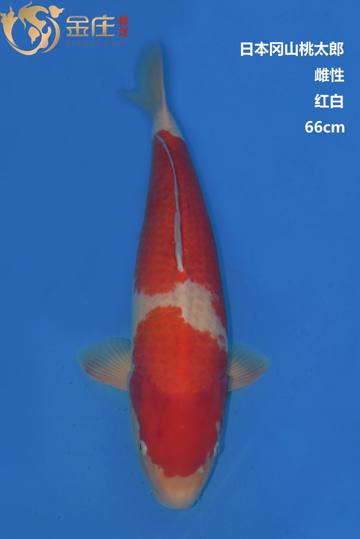 桃太郎66CM紅白錦鯉