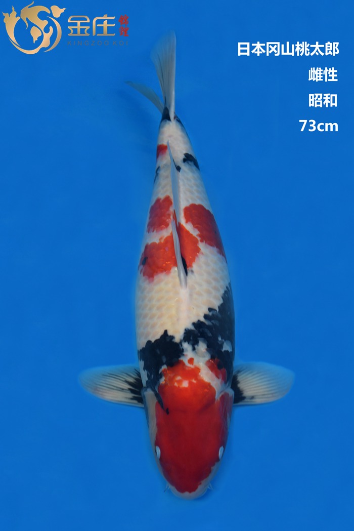 桃太郎73CM雌性昭和錦鯉
