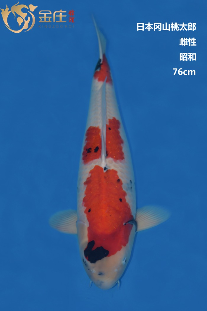 桃太郎76CM雌性昭和錦鯉