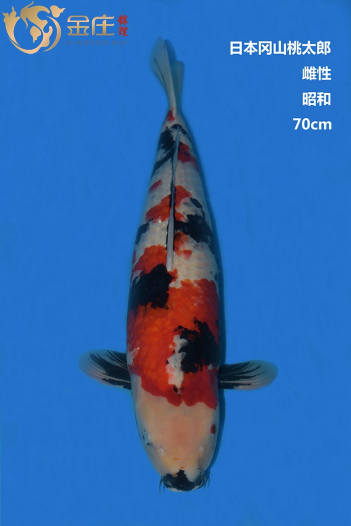 桃太郎70CM雌性昭和錦鯉 桃太郎70CM雌性昭和錦鯉