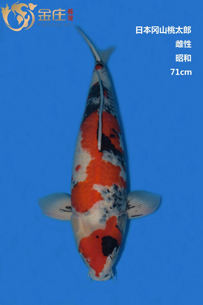 桃太郎71CM雌性昭和錦鯉 桃太郎71CM雌性昭和錦鯉