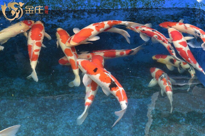 金莊桃太郎錦鯉A1池60-78cm 金莊桃太郎錦鯉A1池60-78cm