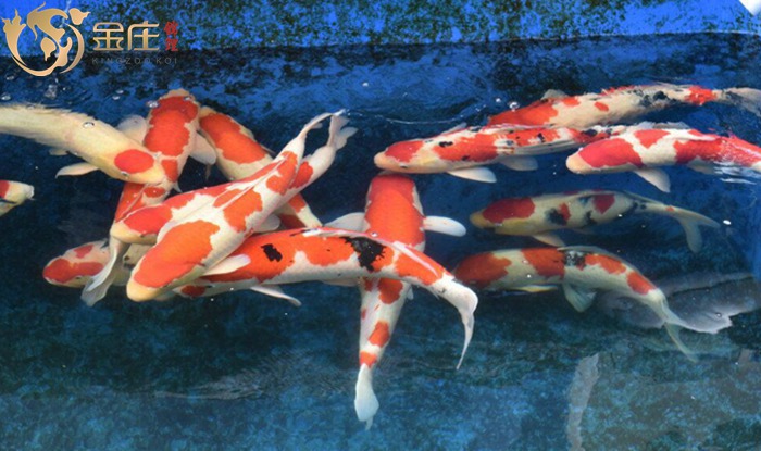 金莊桃太郎錦鯉A1池60-78cm 金莊桃太郎錦鯉A1池60-78cm