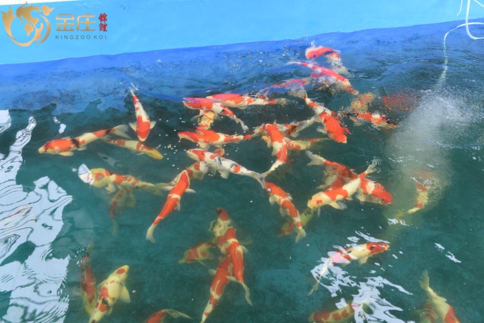 冬季喂食錦鯉 冬季喂食錦鯉