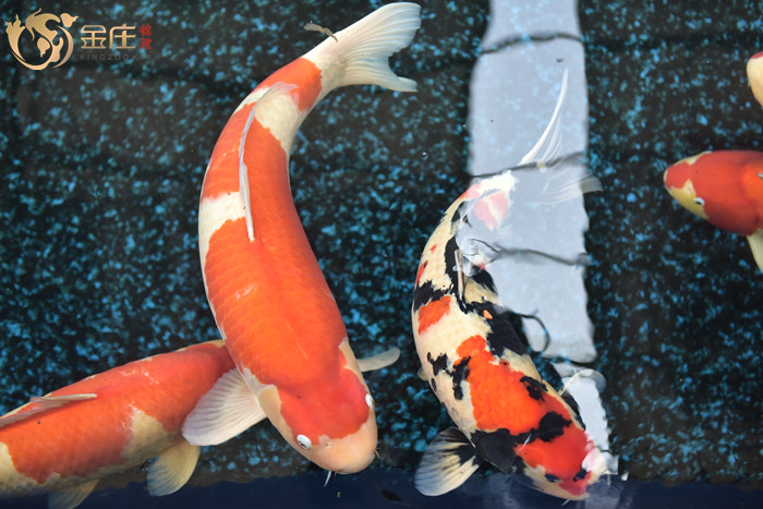 金莊日本桃太郎錦鯉