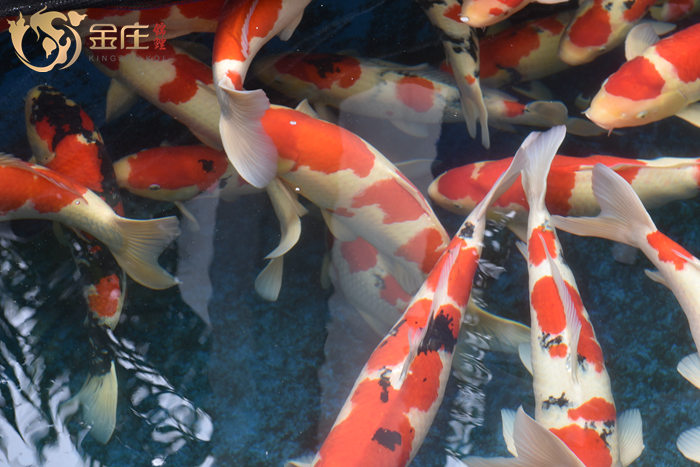 金莊桃太郎錦鯉