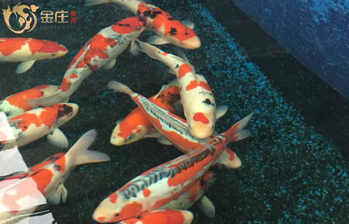 金莊日本桃太郎錦鯉 金莊日本桃太郎錦鯉