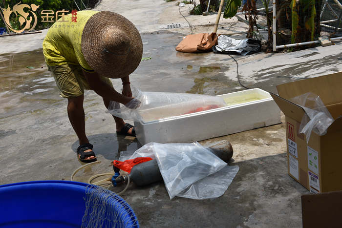 金莊桃太郎錦鯉打包發貨