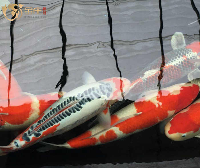 金莊日本桃太郎錦鯉 金莊日本桃太郎錦鯉