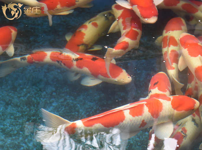 金莊日本桃太郎錦鯉