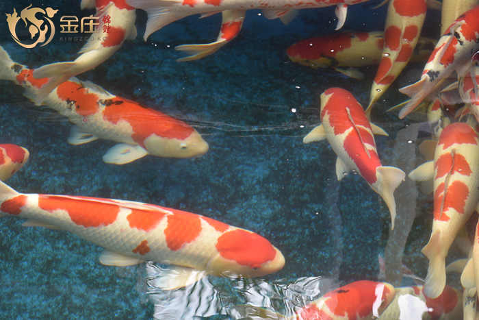 金莊日本桃太郎錦鯉