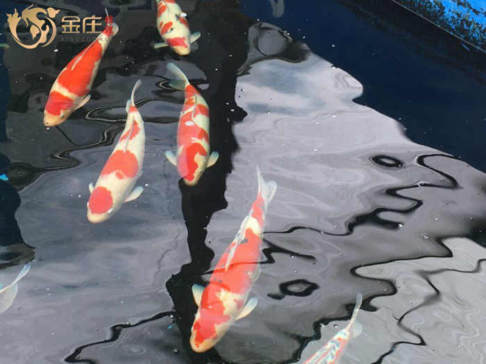 金莊日本桃太郎錦鯉