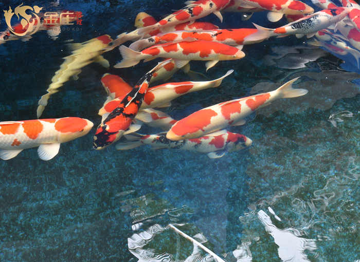 金莊日本桃太郎錦鯉