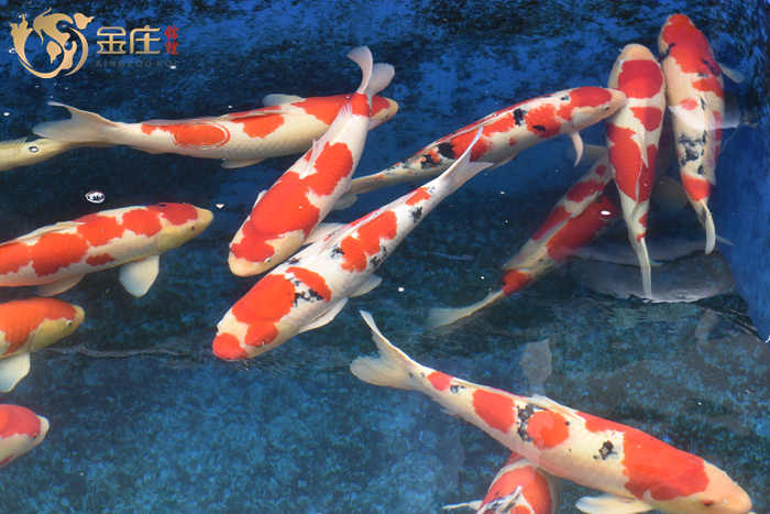 金莊日本桃太郎錦鯉 金莊日本桃太郎錦鯉