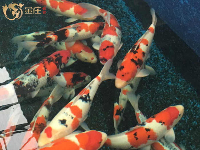金莊日本桃太郎錦鯉 金莊日本桃太郎錦鯉