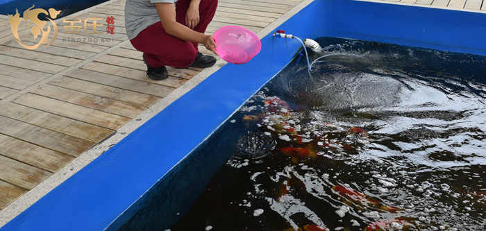 金莊工作人員(yuán)在喂食