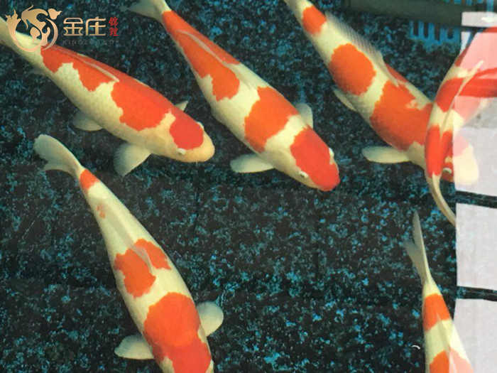 金莊日本淘汰郎錦鯉