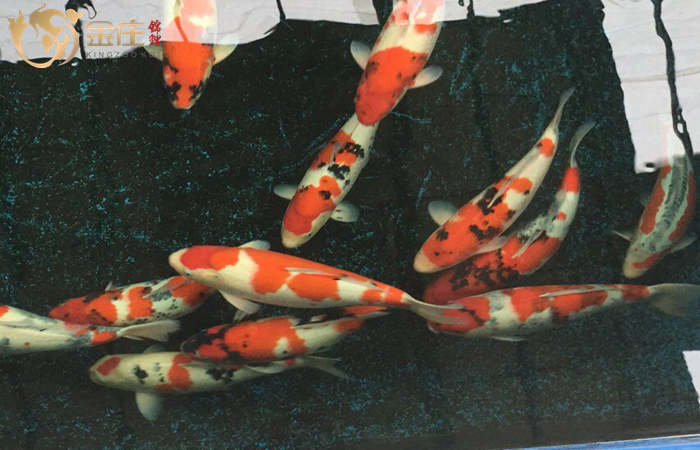 金莊桃太郎錦鯉B4池60-68cm雌性