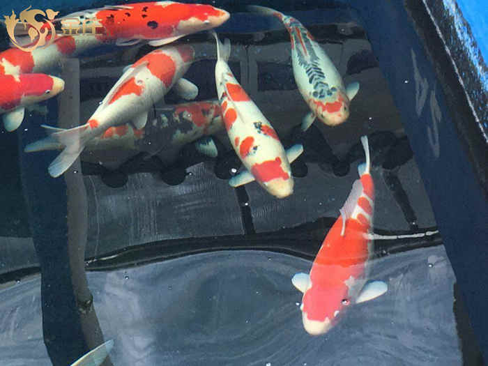 金莊日本桃太郎錦鯉 金莊日本桃太郎錦鯉