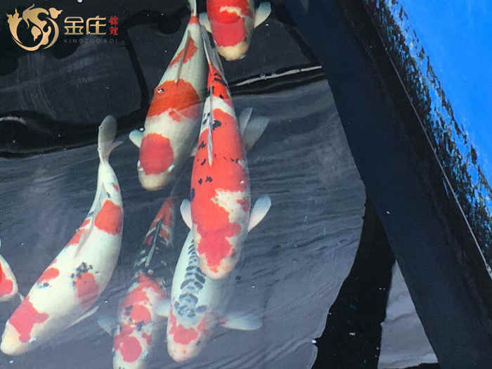 金莊日本桃太郎錦鯉 金莊日本桃太郎錦鯉