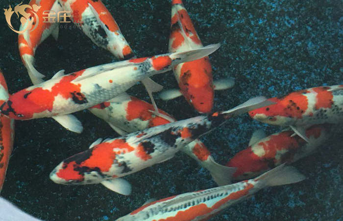 金莊桃太郎錦鯉B4池60-68cm雌性