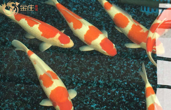 金莊日本桃太郎錦鯉-清澈水質