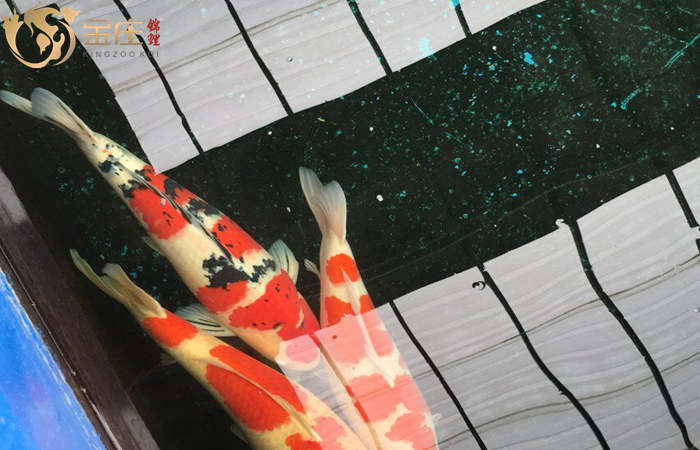 金莊日本桃太郎錦鯉 金莊日本桃太郎錦鯉