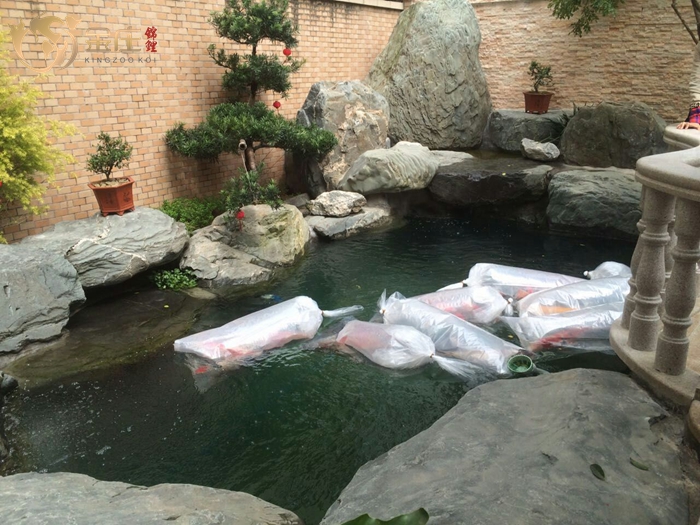 清遠曾生家的魚池