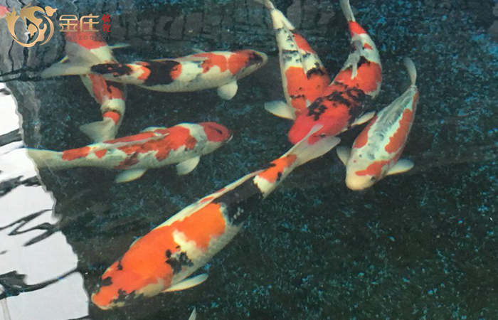 金莊桃太郎錦鯉B4池60-68cm雌性