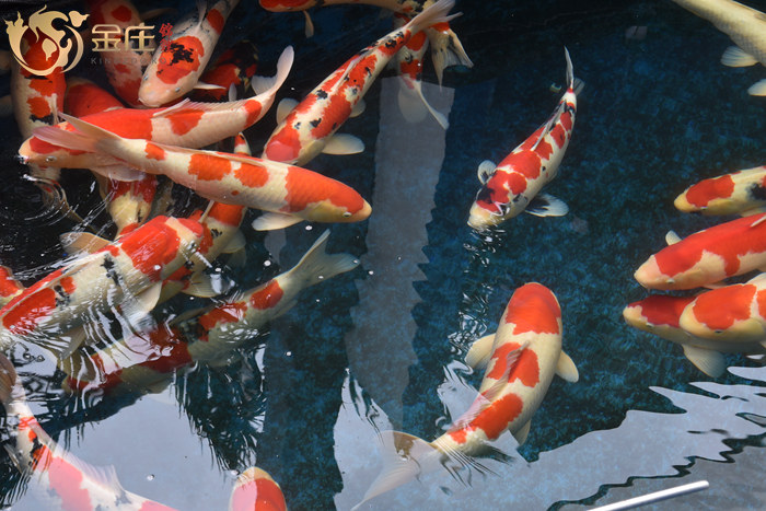 金莊桃太郎錦鯉 金莊桃太郎錦鯉