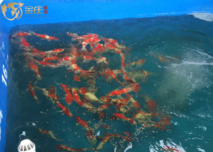 金莊錦鯉搶食 金莊錦鯉搶食