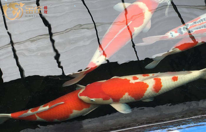 金莊日本桃太郎錦鯉-清澈水質
