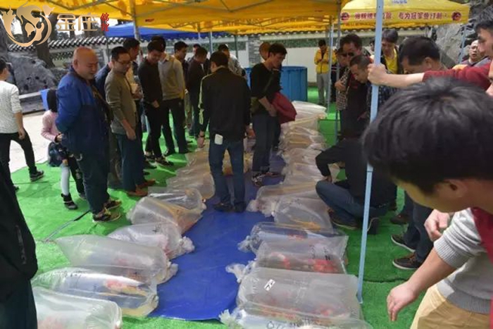 金莊錦鯉銷售會活動 金莊錦鯉銷售會活動