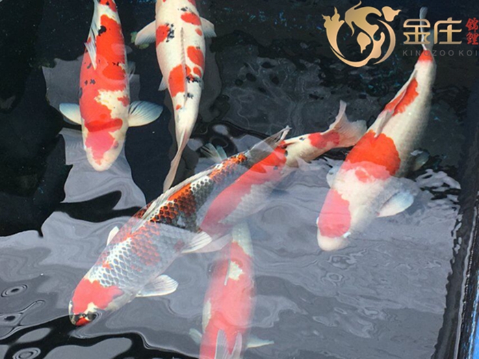 金莊桃太郎錦鯉