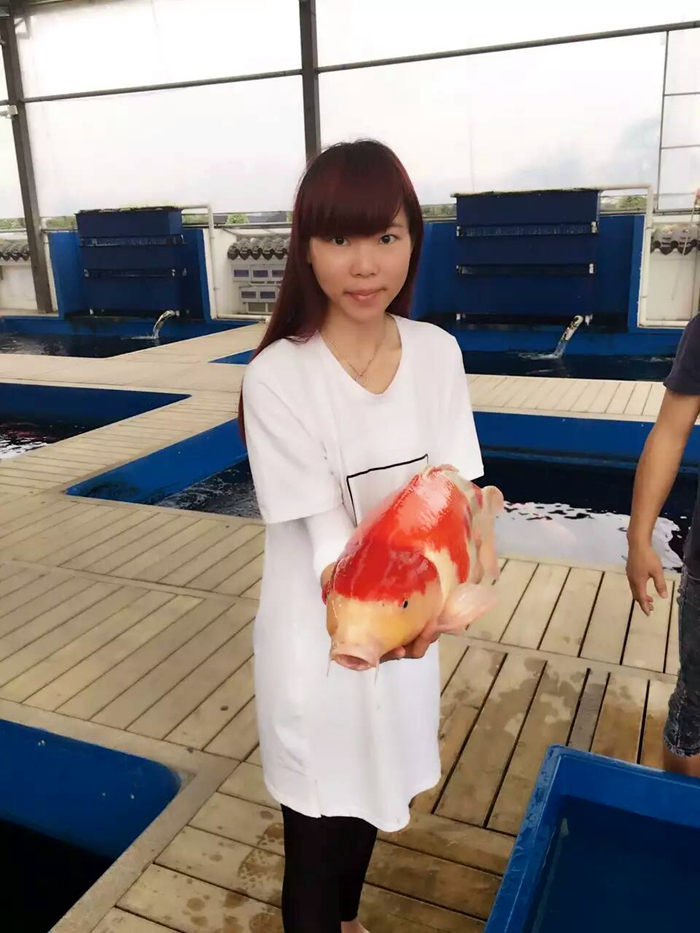 金莊日本桃太郎錦鯉