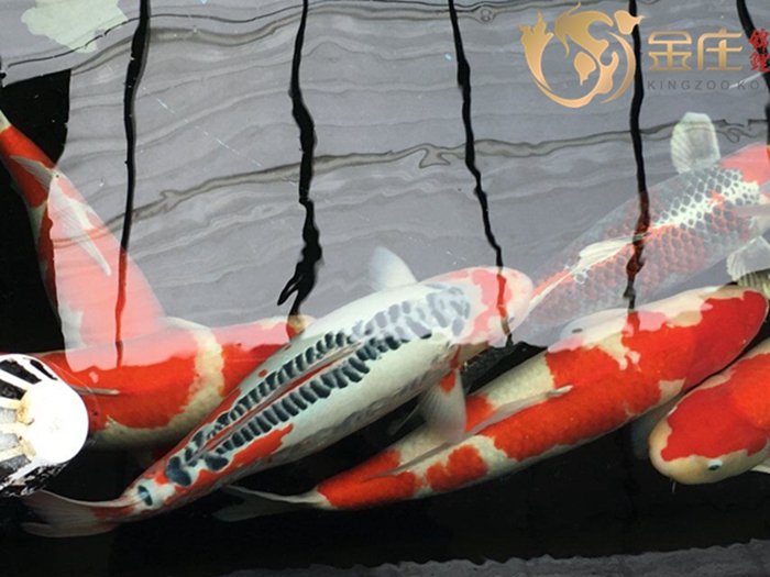 金莊日本桃太郎錦鯉