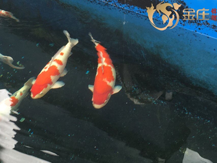 金莊日本桃太郎錦鯉