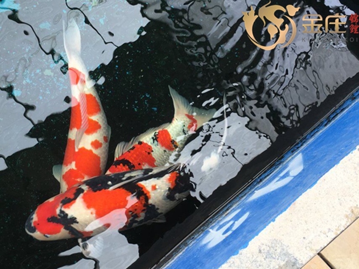 金莊桃太郎錦鯉 金莊桃太郎錦鯉