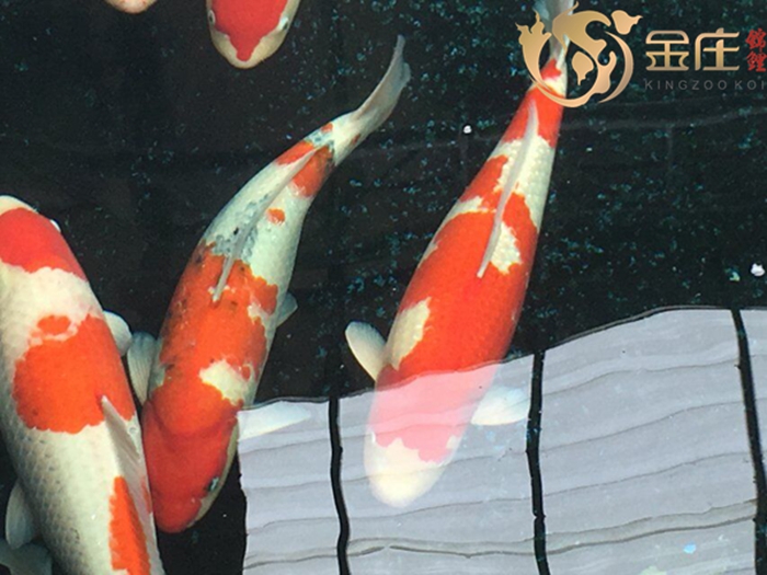 金莊桃太郎錦鯉 金莊桃太郎錦鯉