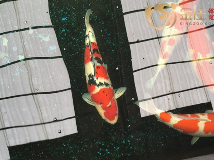 金莊桃太郎錦鯉