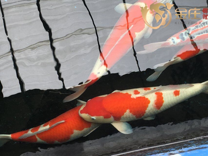 金莊日本桃太郎錦鯉