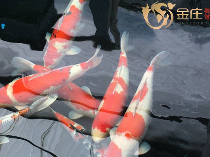 金莊日本桃太郎錦鯉 金莊日本桃太郎錦鯉