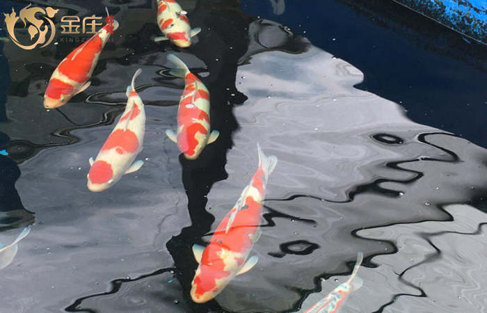 金莊日本桃太郎錦鯉 金莊日本桃太郎錦鯉