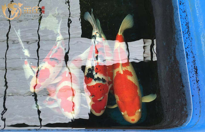 金莊日本桃太郎錦鯉